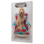Porte-bloc Images de Getty | Goldendoodle mignon (Gauche)