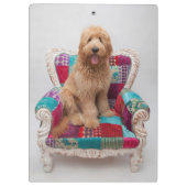 Porte-bloc Images de Getty | Goldendoodle mignon (Dos)