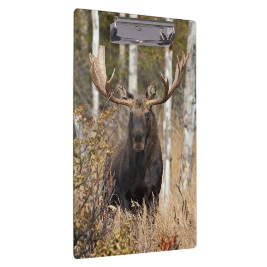 Porte-bloc Impressionnant orignal (Swatch)