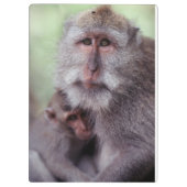 Porte-bloc Indonésie, Bali, Ubud, Macaque à longue queue (Dos)