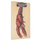 Porte-bloc James Sowerby Homard serbé (Swatch)