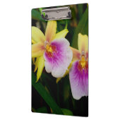 Porte-bloc Jaune rose violet Miltonia Sunset Orchidées (Gauche)