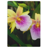 Porte-bloc Jaune rose violet Miltonia Sunset Orchidées (Dos)