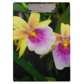 Porte-bloc Jaune rose violet Miltonia Sunset Orchidées (Devant)