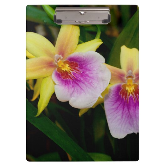 Porte-bloc Jaune rose violet Miltonia Sunset Orchidées (Devant)