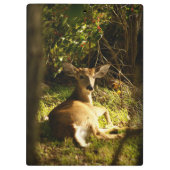 Porte-bloc Jeune Buck Dans Le pré (Dos)