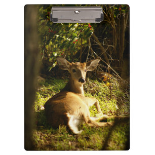 Porte-bloc Jeune Buck Dans Le pré