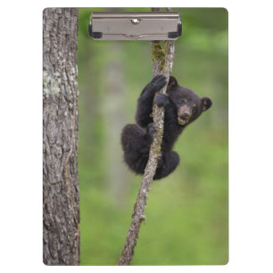 Porte-bloc Jeune ours noir jouant, Tennessee