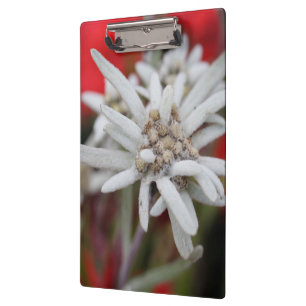 Porte-bloc Jolie Edelweiss Leontopodium nivale