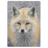 Porte-bloc Jour des terres tous les jours Red Fox Wildlife Ph (Dos)