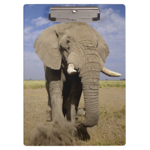 Porte-bloc Kenya : parc national d'Amboseli, éléphant mâle