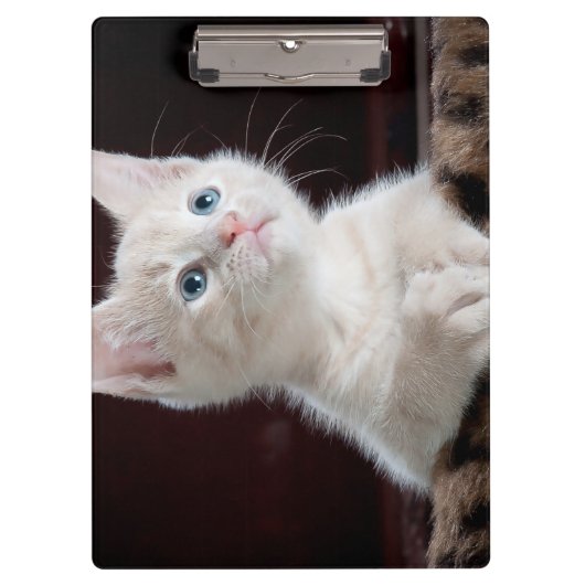 Porte-bloc Kitten blanc vulnérable (Devant)