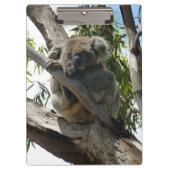 Porte-bloc Koala - Dormir (Devant)