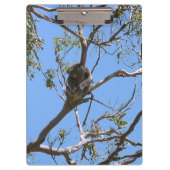 Porte-bloc Koala Nap (Devant)