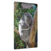 Porte-bloc Koala somnolent (Swatch)