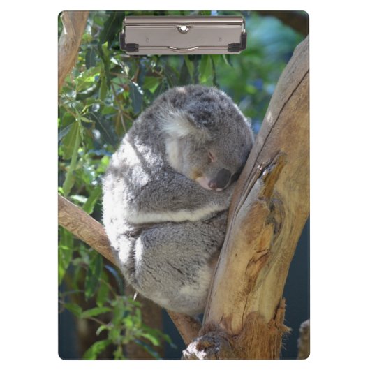 Porte-bloc Koala somnolent (Devant)