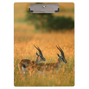 Porte-bloc La gazelle de Thomson (Gazella Thomsonii) à l'aube