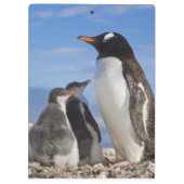 Porte-bloc L'Antarctique, crique de Neko (port). Pingouin 2 (Dos)