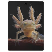 Porte-bloc Larve crêté de triton (Dos)