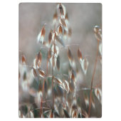 Porte-bloc L'avoine mûre (Avena Sativa) Ferme. Ceres, Boland (Dos)