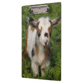 Porte-bloc Le goélette nain nigérian aux yeux bleus (Gauche)