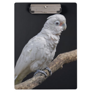 Porte-bloc Le Porte - bloc de Cockatoo de Goffin