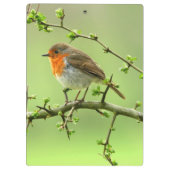 Porte-bloc Le Robin (Dos)