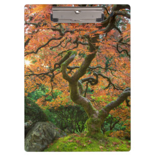 Porte-bloc L'Érable Dans Les Jardins Japonais En Automne