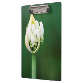 Porte-bloc Lily africaine, Praecox d'Agapanthus, Cap (Gauche)