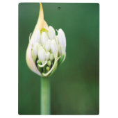 Porte-bloc Lily africaine, Praecox d'Agapanthus, Cap (Dos)