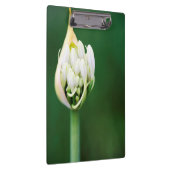 Porte-bloc Lily africaine, Praecox d'Agapanthus, Cap (Swatch)