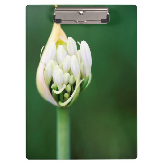 Porte-bloc Lily africaine, Praecox d'Agapanthus, Cap (Devant)