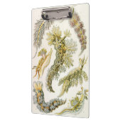 Porte-bloc Limaces de mer par Ernst Haeckel, Nudibranchia vin (Gauche)