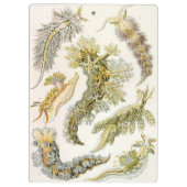 Porte-bloc Limaces de mer par Ernst Haeckel, Nudibranchia vin (Dos)