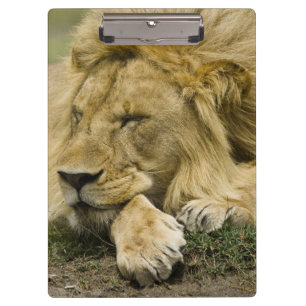 Porte-bloc Lion d'Afrique, Panthera leo, couché endormi