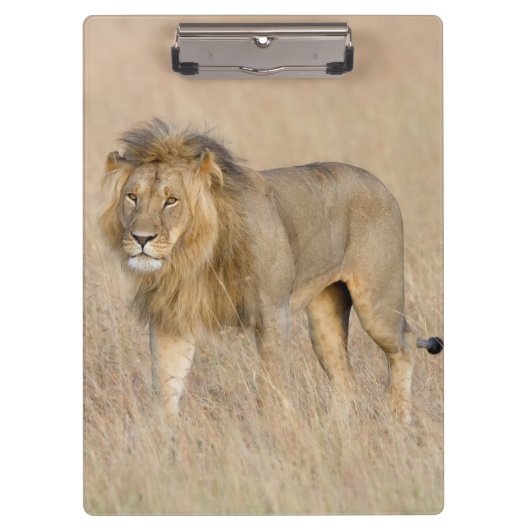 Porte-bloc Lion marchant (Devant)