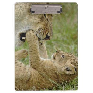 Porte-bloc Lionceau Jouant