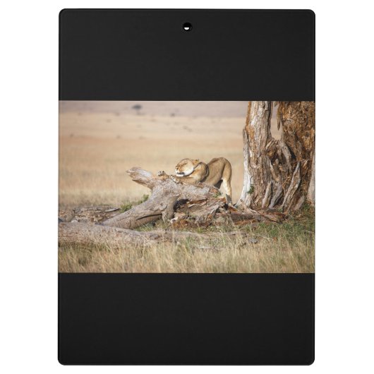 Porte-bloc Lioness stretching (Dos)