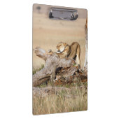 Porte-bloc Lioness stretching (Swatch)