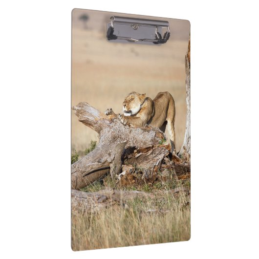 Porte-bloc Lioness stretching (Swatch)