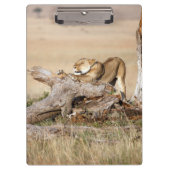 Porte-bloc Lioness stretching (Devant)