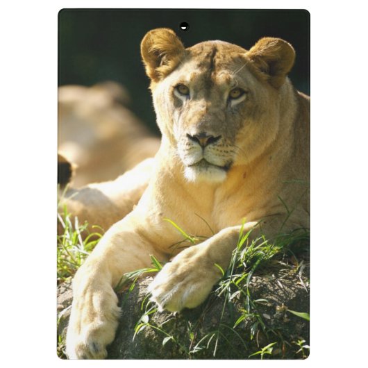 Porte-bloc Lions (Dos)