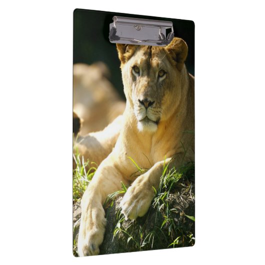 Porte-bloc Lions (Swatch)