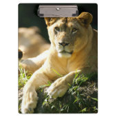 Porte-bloc Lions (Devant)