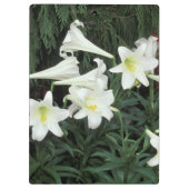 Porte-bloc Lis de Pâques (Lilium regale) (Dos)