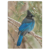 Porte-bloc L'oiseau-geai de Steller dans l'arbre (Dos)