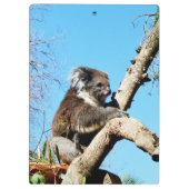 Porte-bloc L'Ours Koala Australien Dans Le Vieux Pin Arbre, (Dos)