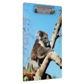 Porte-bloc L'Ours Koala Australien Dans Le Vieux Pin Arbre, (Swatch)