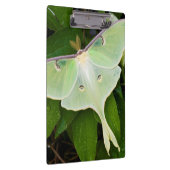 Porte-bloc Luna Moth on Carnaby Clematis (Swatch)