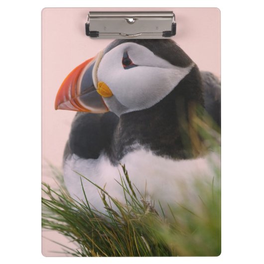 Porte-bloc Macareux moine (Fratercula arctica) (Devant)